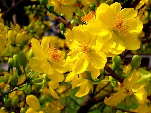 Apricot flower