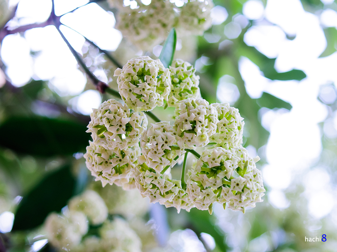 Alstonia Scholaris