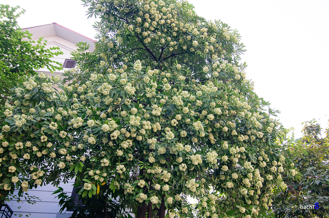 Alstonia Scholaris