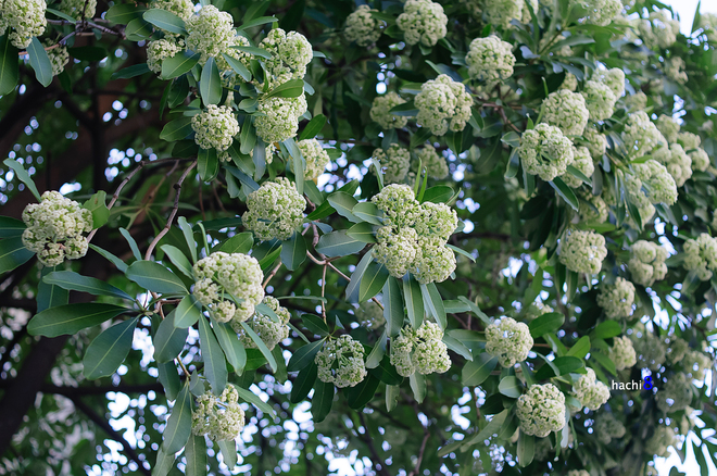 Alstonia Scholaris