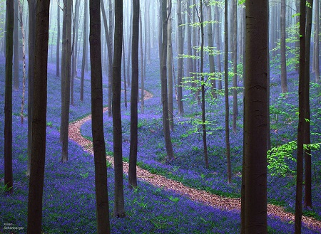 Hallerbos forest