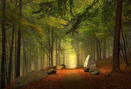 the forest in Germany