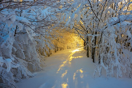 Campigna national park