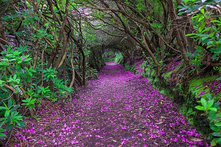 Reenagross park