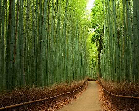 bamboo forest