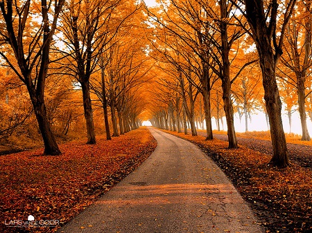 Autumn road