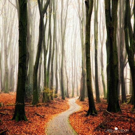 The trail in the forest in autumn