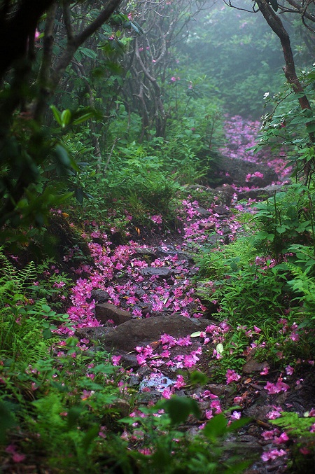 Rogers mountain