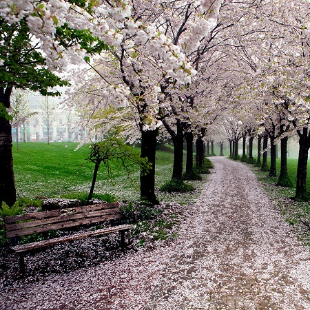 Spencer Smith Park