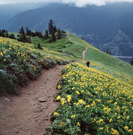 Dog mountain