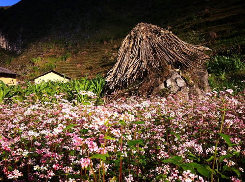 Flower triangular circuit in Ha Giang