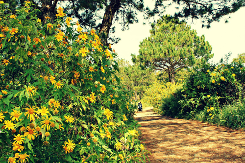 The street of October – the street of the wild sunflowers.