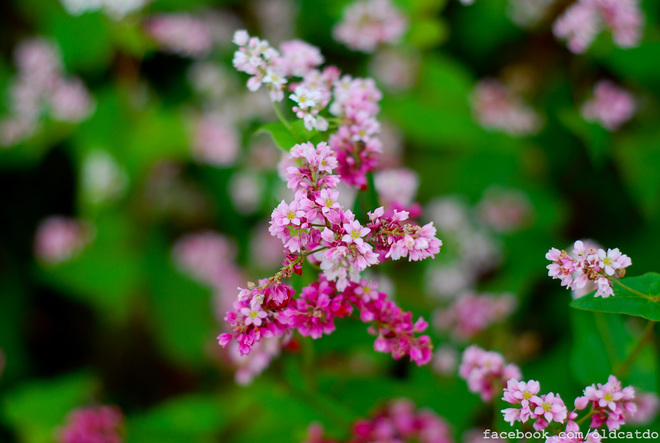 flowers triangular circuit