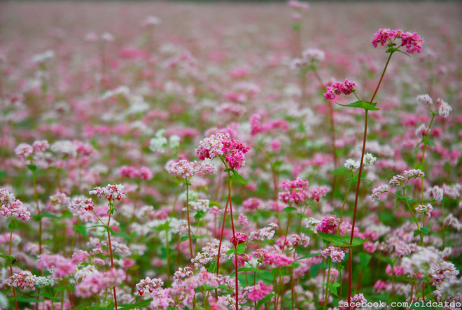 flowers triangular circuit