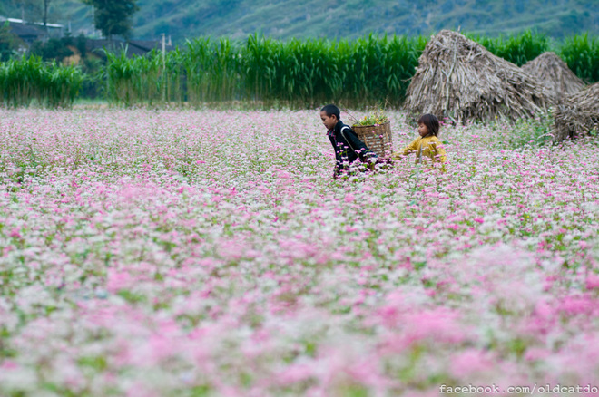 Children in Ha Giang