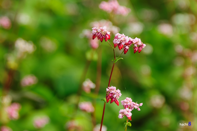 Flowers triangular circuit