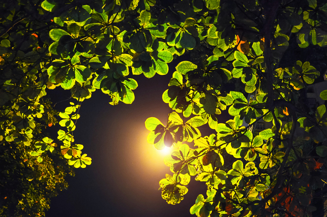 at night is the place which the trees relax in the street lights still being lit