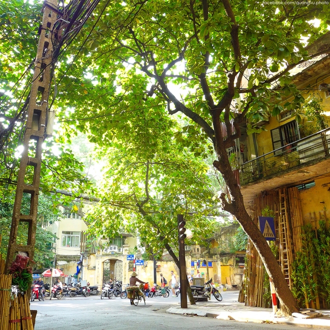 Milk Flower in Hanoi