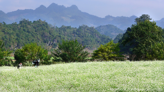 Pristine white flowers season