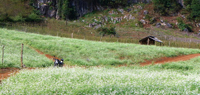 Pristine white flowers season