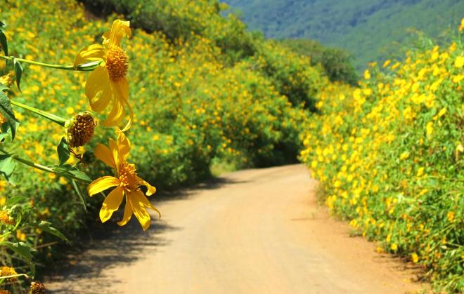 Perennial Sunflowers 