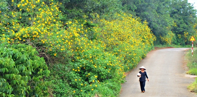 Perennial Sunflowers