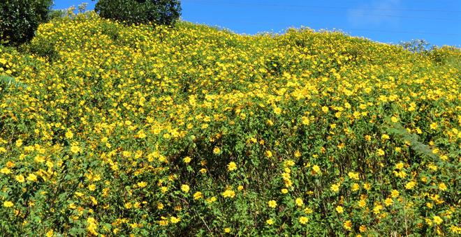 Perennial Sunflowers