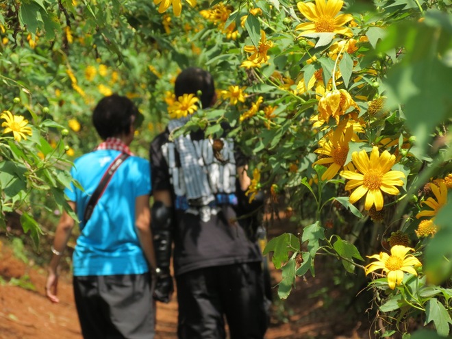 Perennial Sunflowers