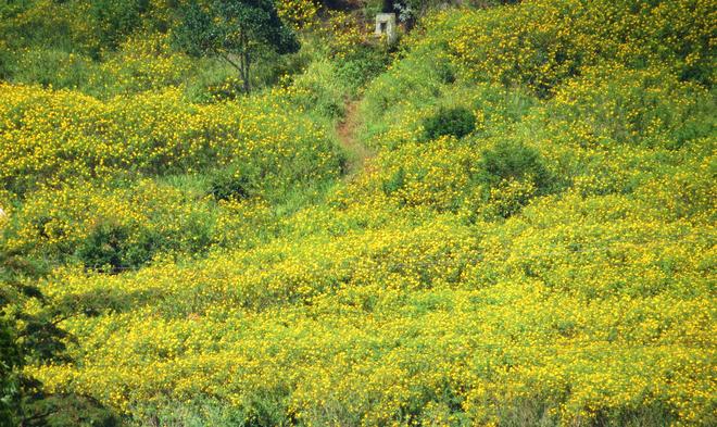 Perennial Sunflowers