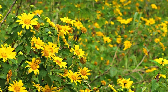 Perennial Sunflowers