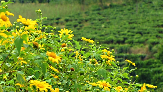 Perennial Sunflowers