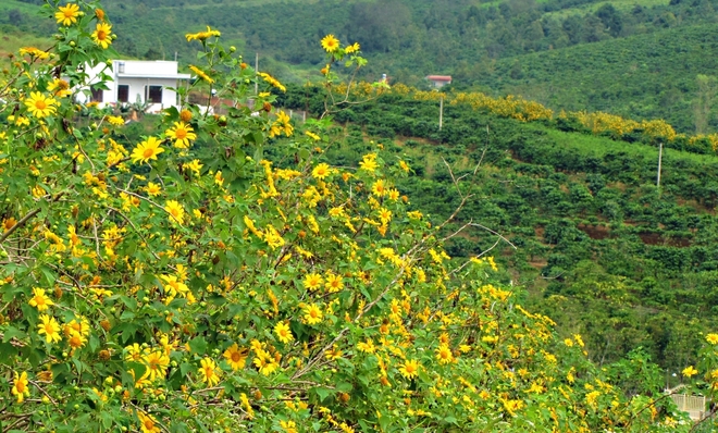 Perennial Sunflowers