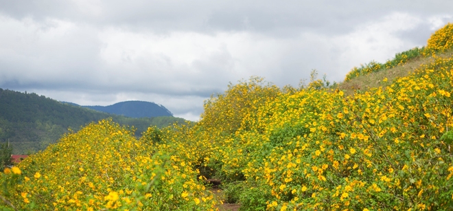 Perennial Sunflowers