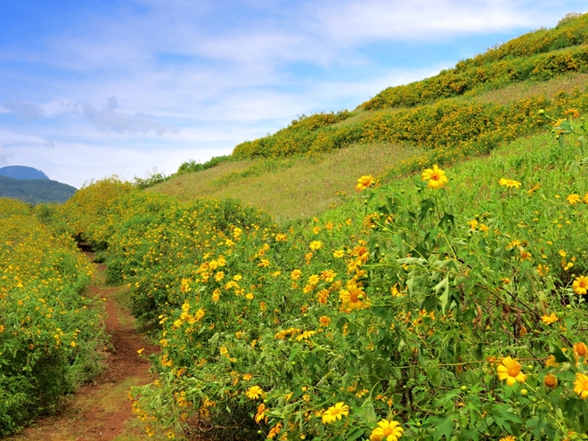 Perennial Sunflowers