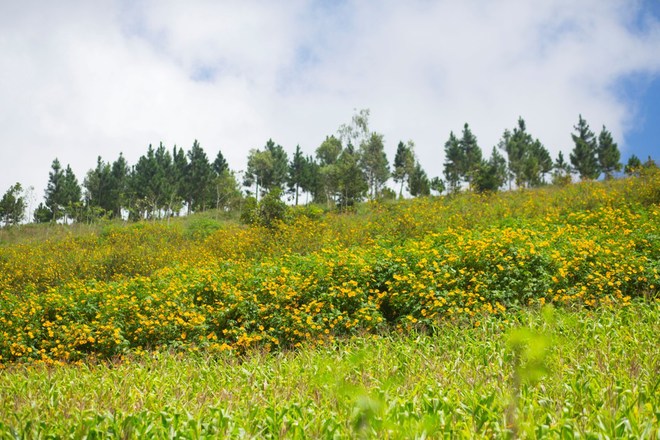 Perennial Sunflowers