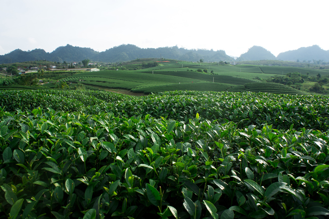 In Moc Chau plateau, the tea is grown more at the farm town