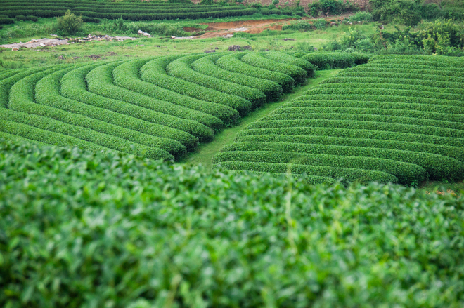 In order to have a satisfactory piece of work about the tea hills, visitors can choose two time frames: the early morning and the late afternoon