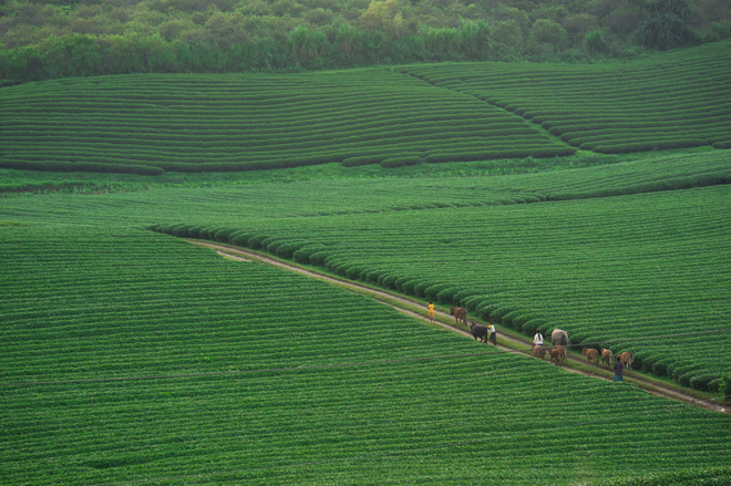 visitors can buy Moc Chau tea specialties as a gift for family or friends