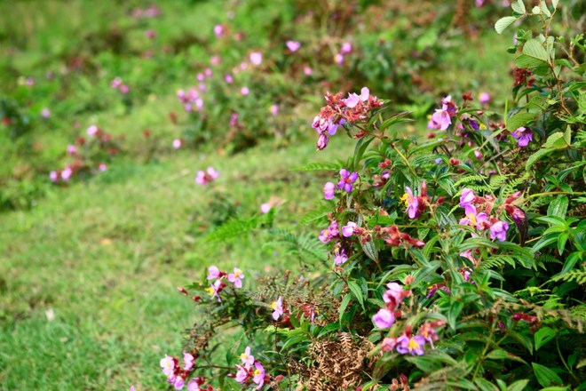 The flowers on the road comes the love waterfall.