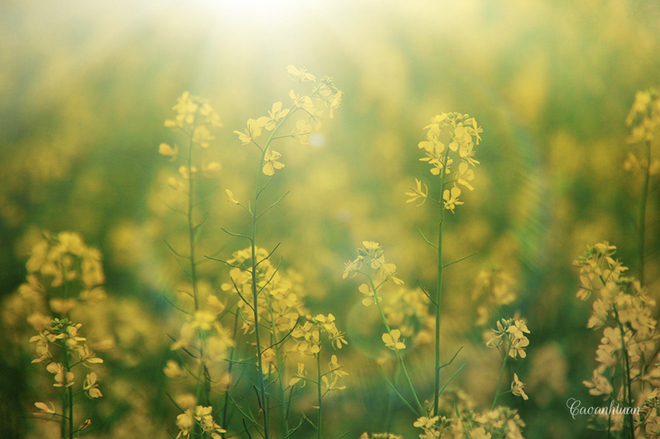 pristine yellow flowers 