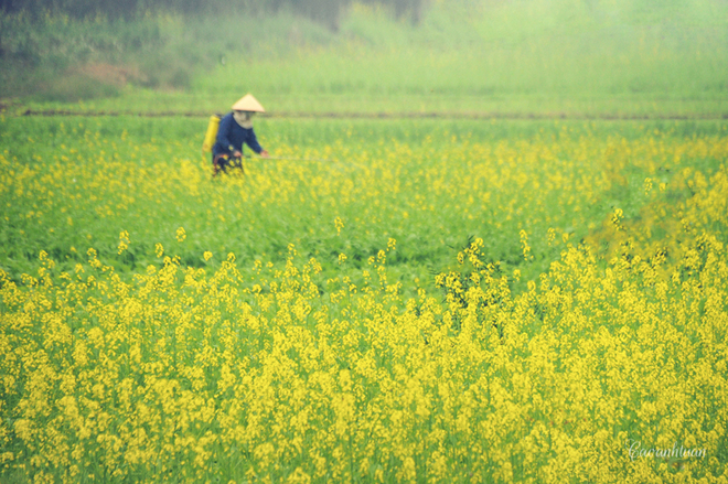 pristine yellow flowers