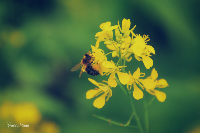 pristine yellow flowers