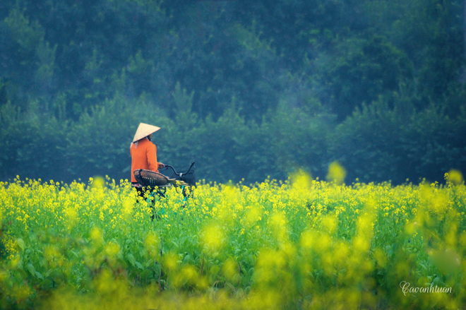 pristine yellow flowers