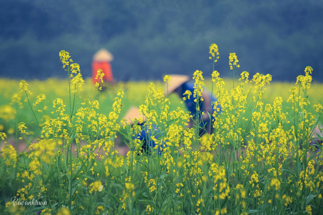 pristine yellow flowers