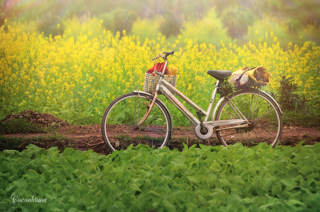 pristine yellow flowers