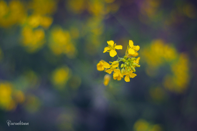 pristine yellow flowers