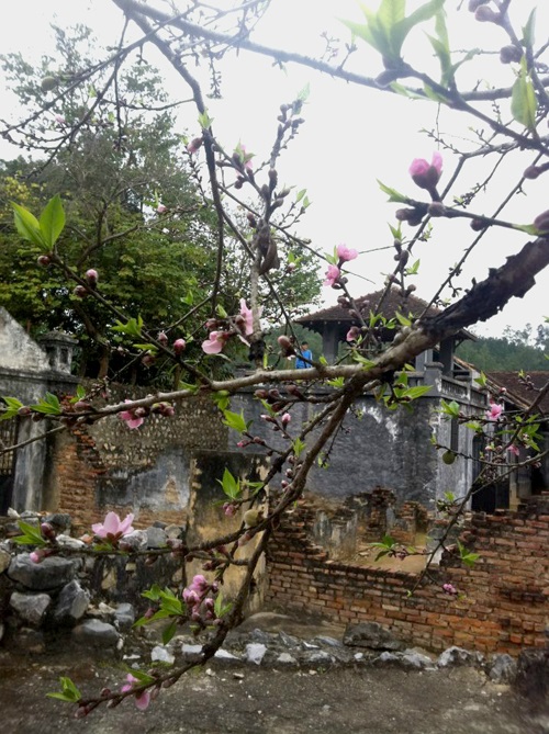 A peach tree at Son La prison