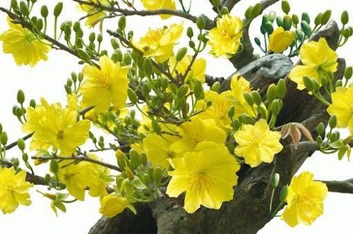 Apricot blossom in Vietnam Southwest