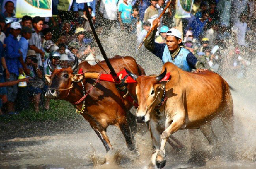 vietnamese bull race festival