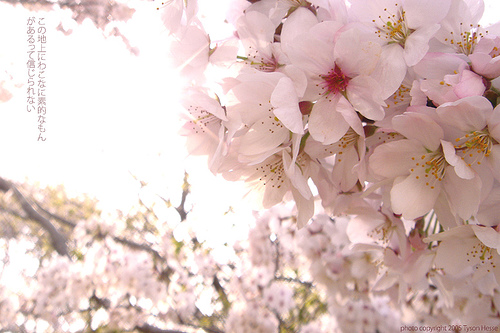 Cherry blossom